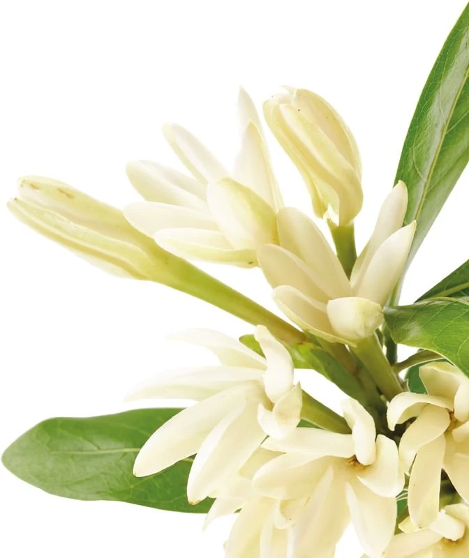 Klorane Crema Sublimatrice Doposole Tamanu Bio & Monoi Viso E Corpo 200ml 2 Klorane Crema Sublimatrice Doposole Tamanu Bio & Monoi Viso E Corpo 200ml - immagine 2