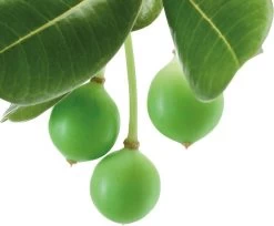 Klorane Olio Secco Solare SPF30 Alta Protezione Tamanu Bio & Monoi 200ml -Negozio Di Creme Solari 71095 3